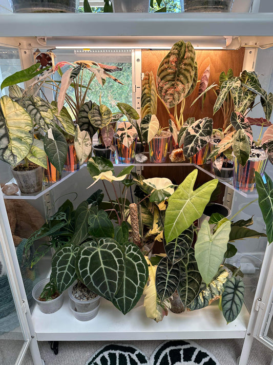 Fabrikor Wide Wrap Around Corner Shelf - Maddwoods