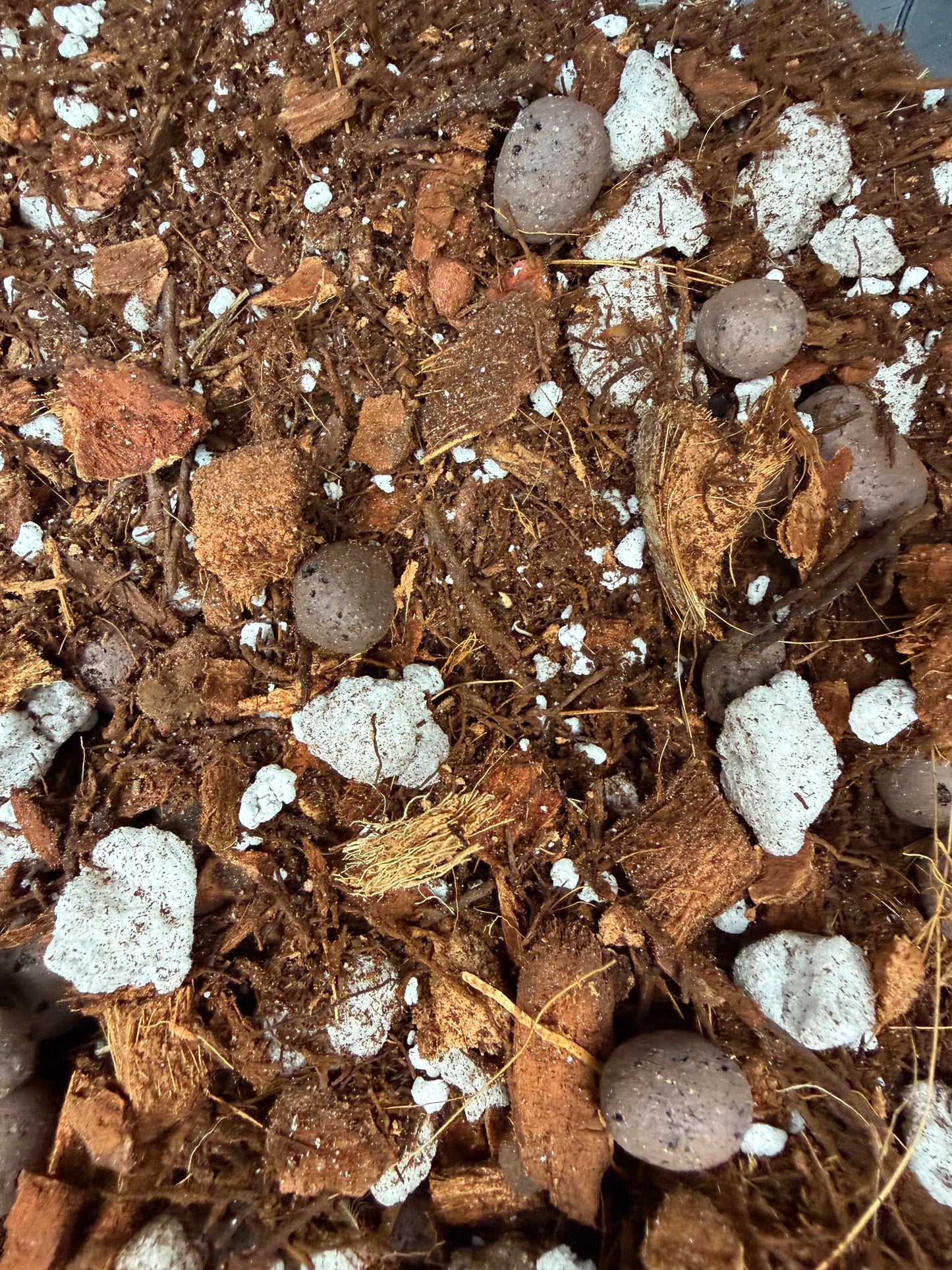 Hoya Mix