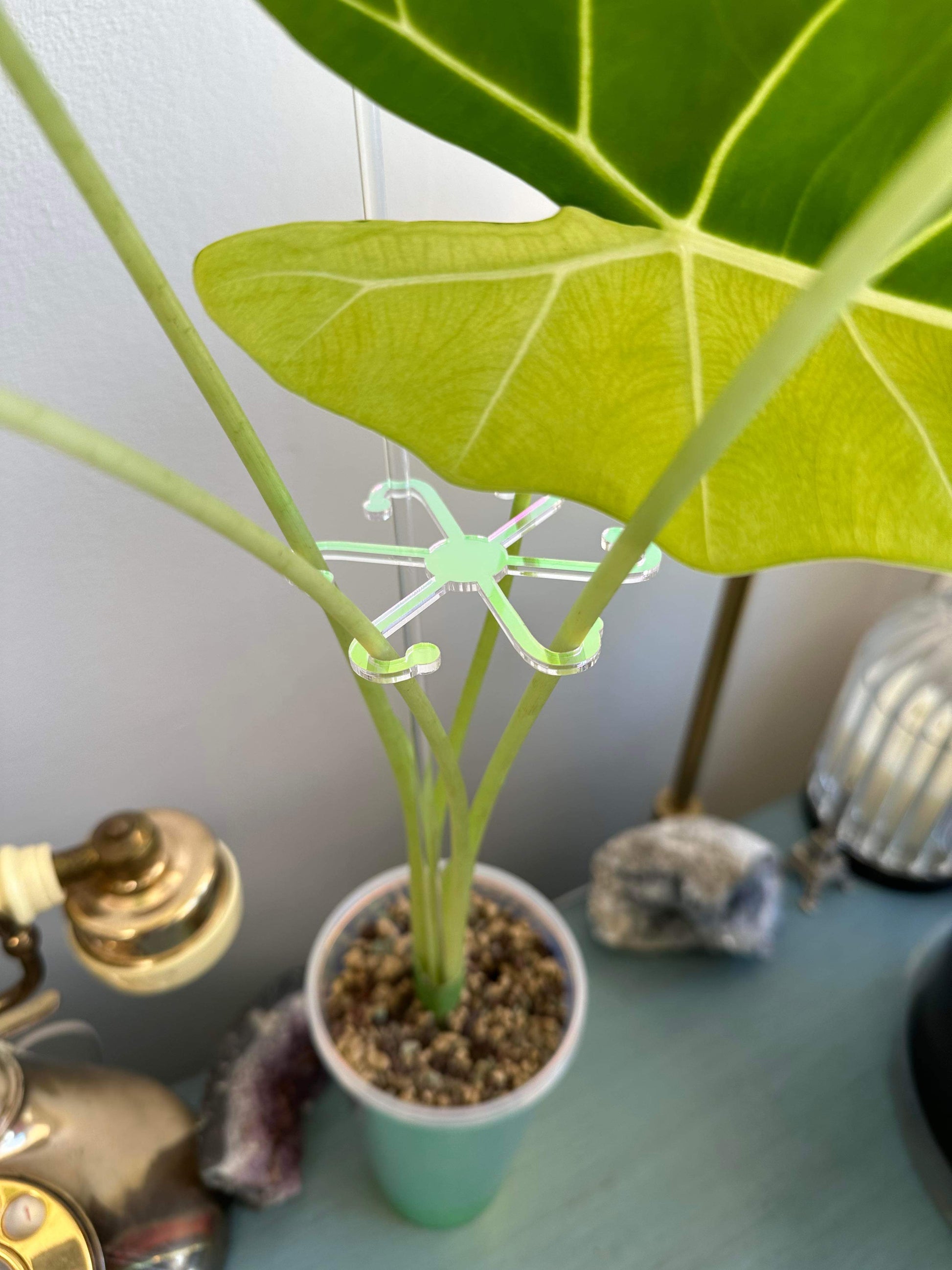 house plant supports Stem Supports – Maddwoods