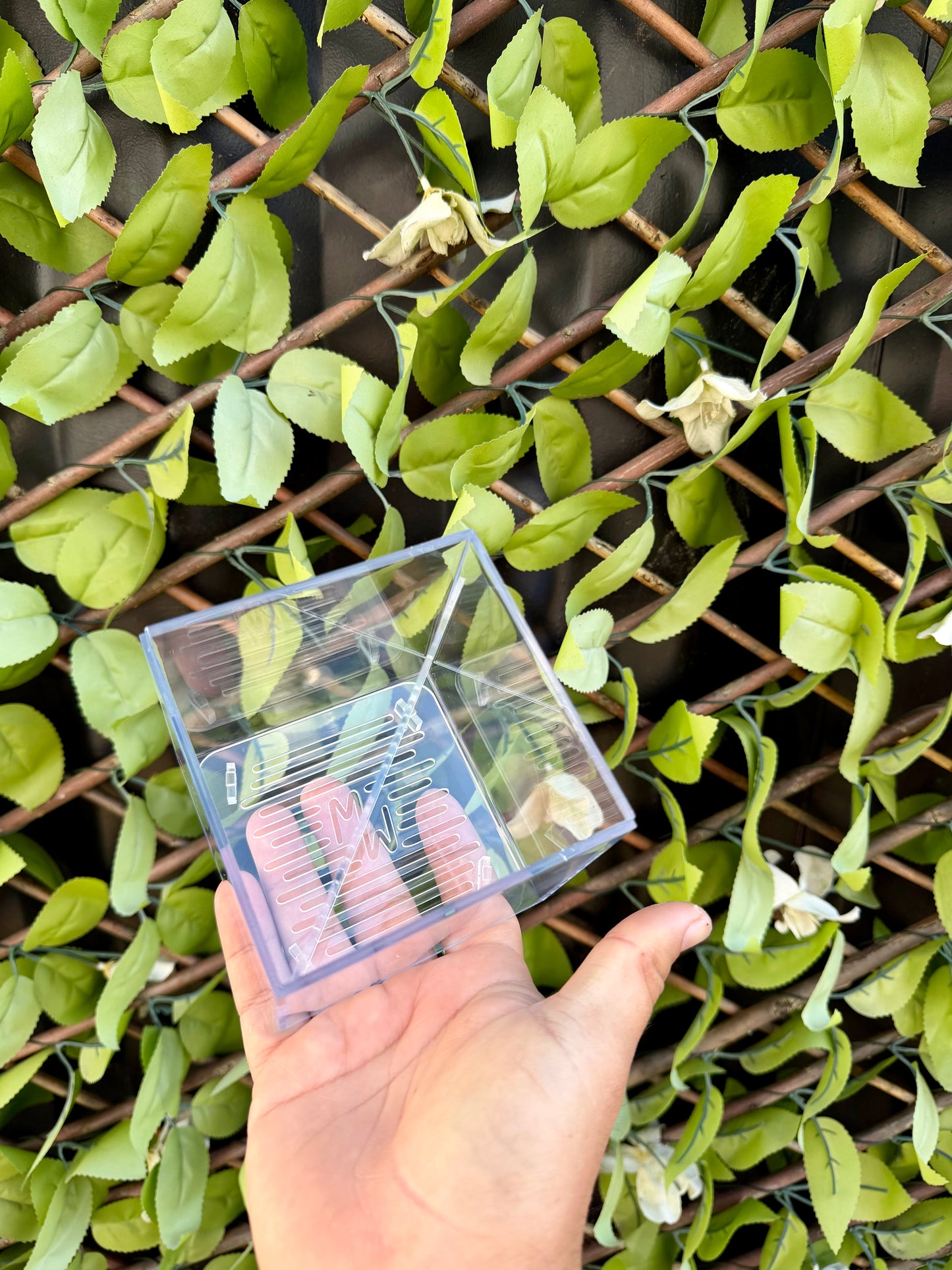 Corm Raisers Mansion Propagation Cube
