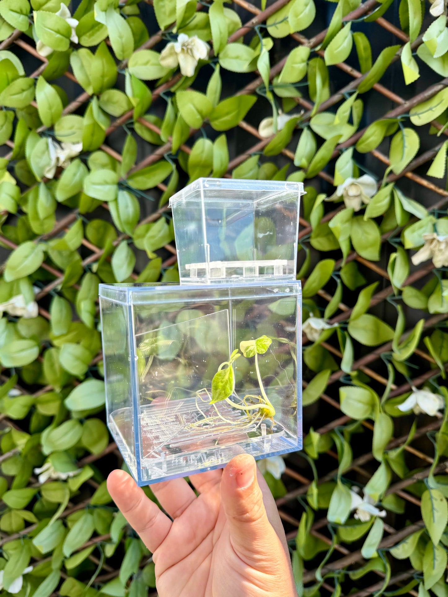Corm Raisers Mansion Propagation Cube