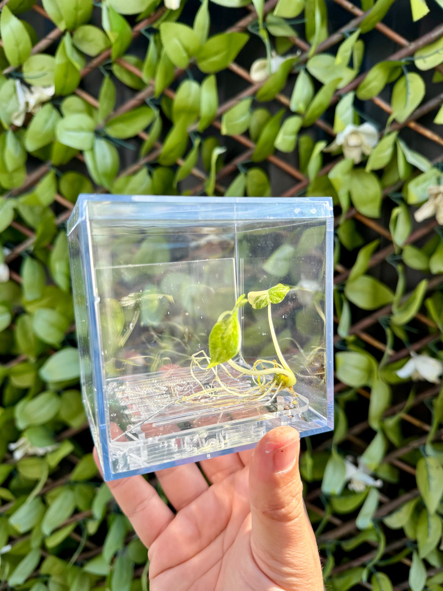 Corm Raisers Mansion Propagation Cube
