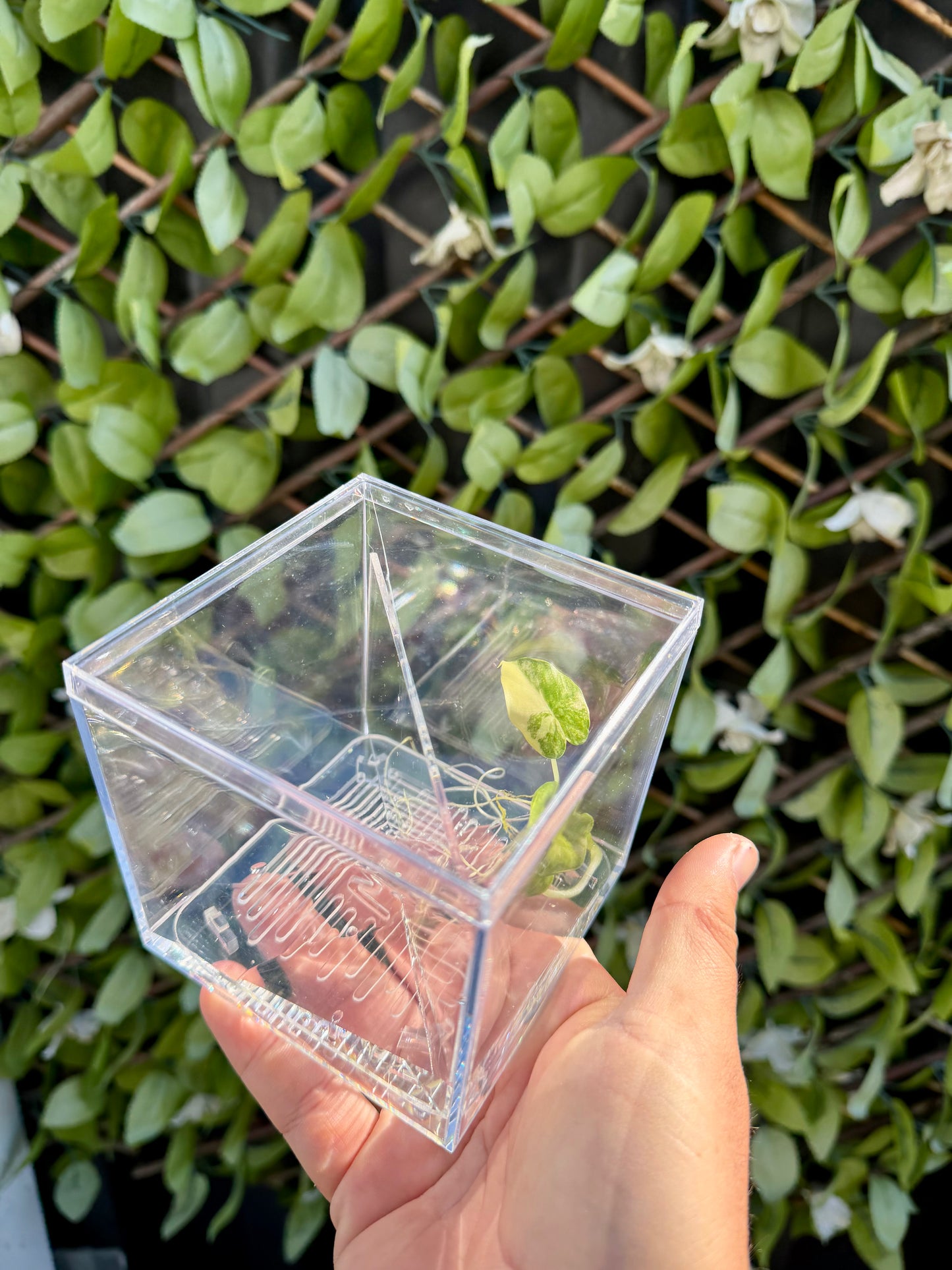Corm Raisers Mansion Propagation Cube