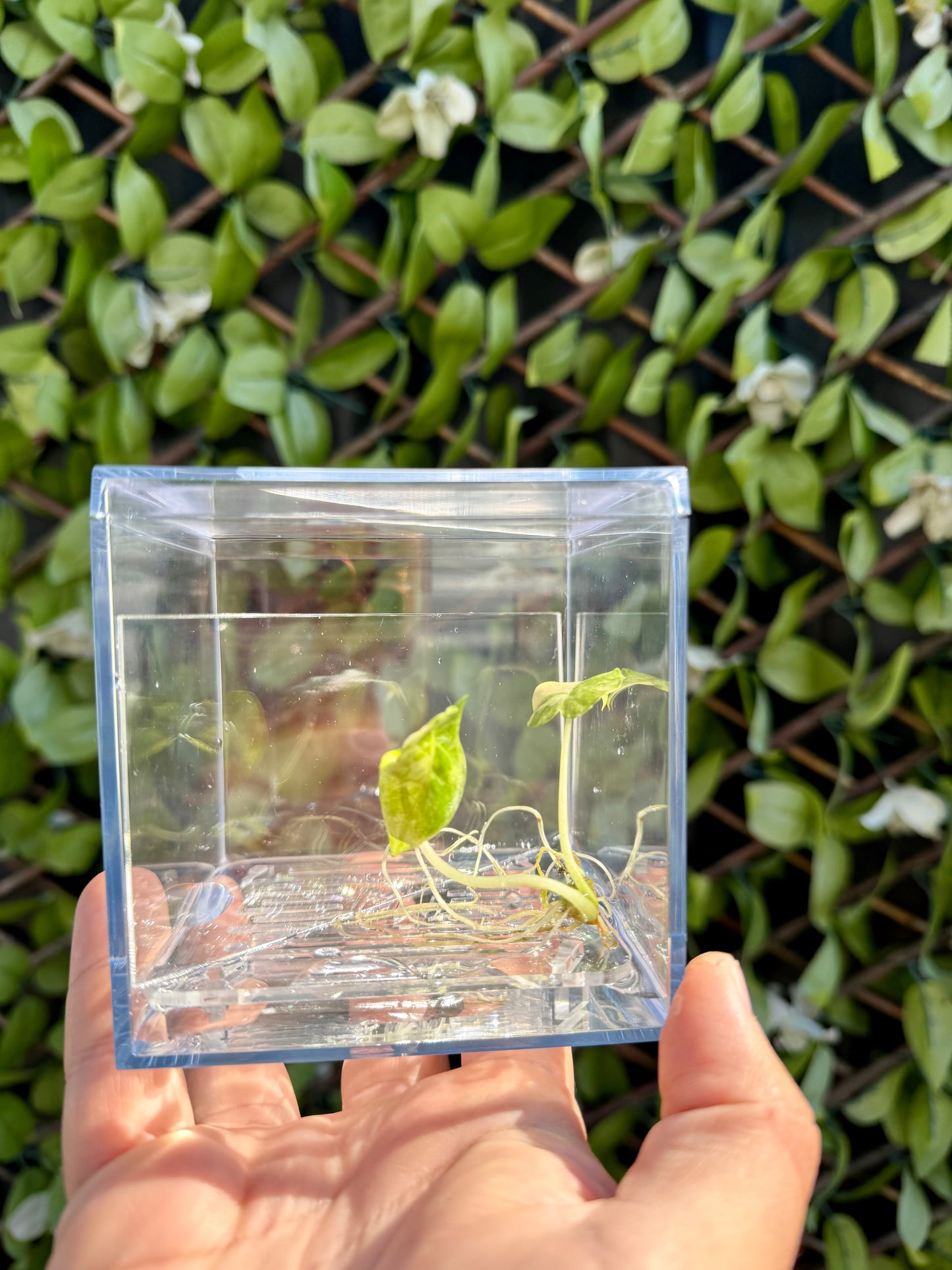 Corm Raisers Mansion Propagation Cube