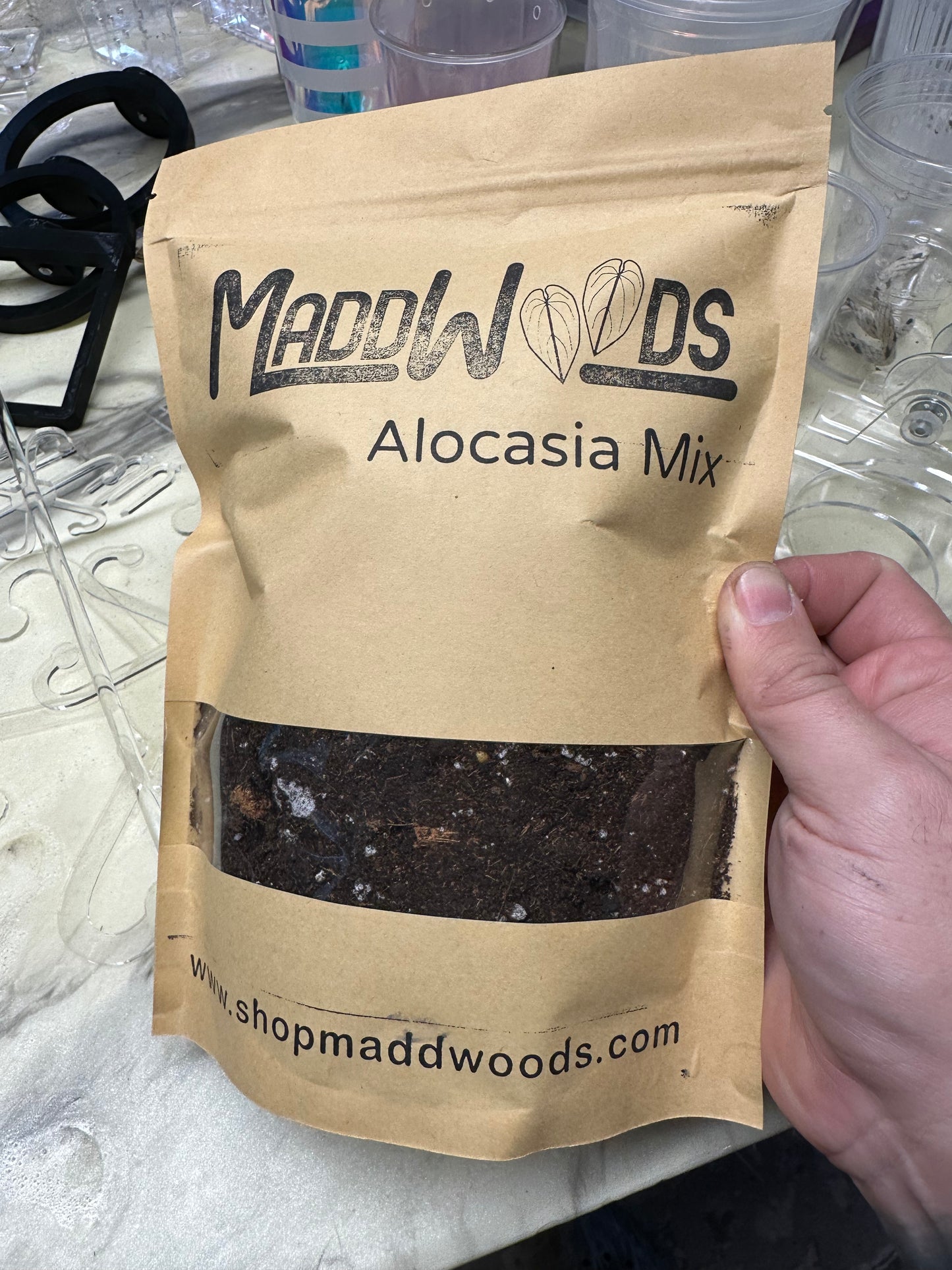 Alocasia Mix