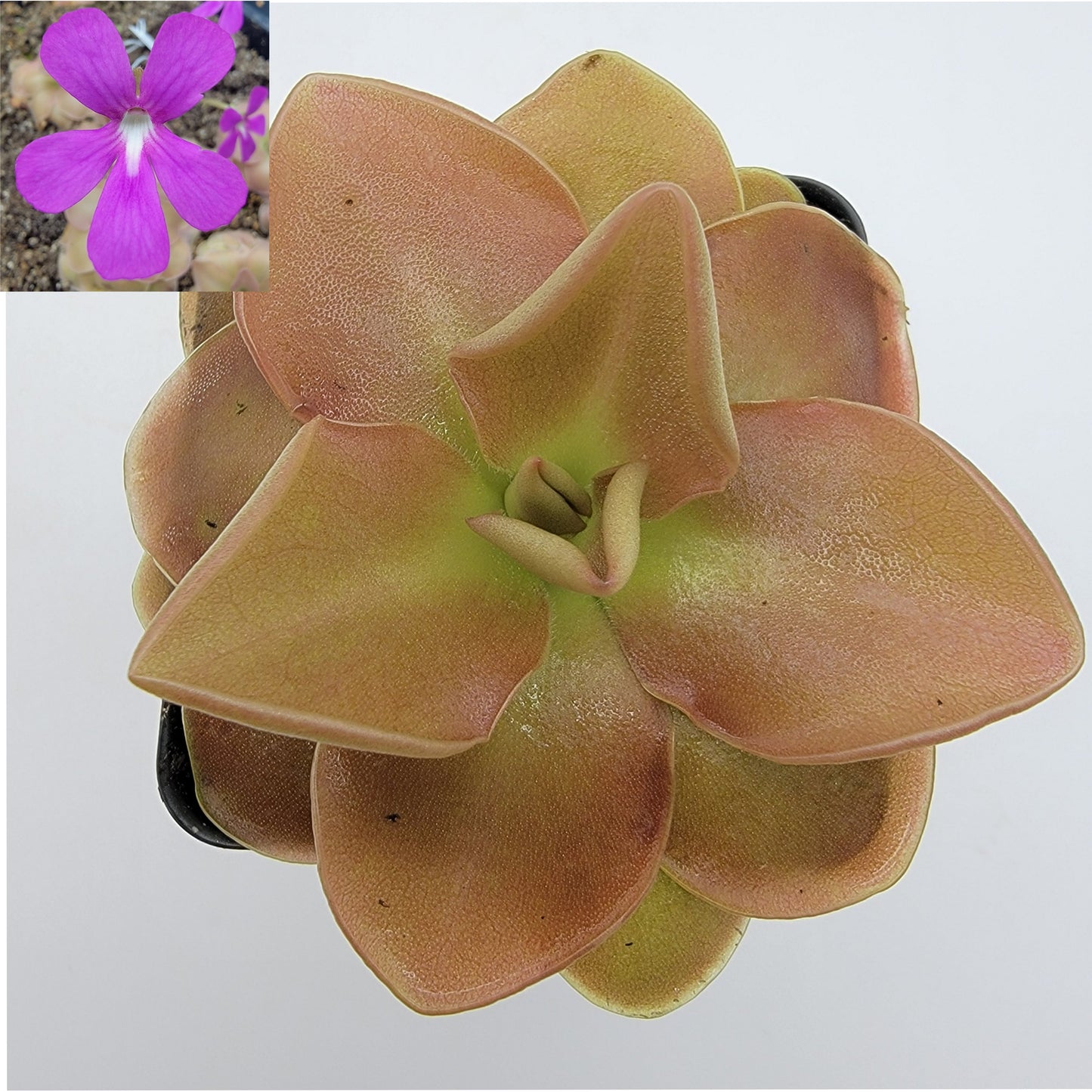 Pinguicula 'Sethos'