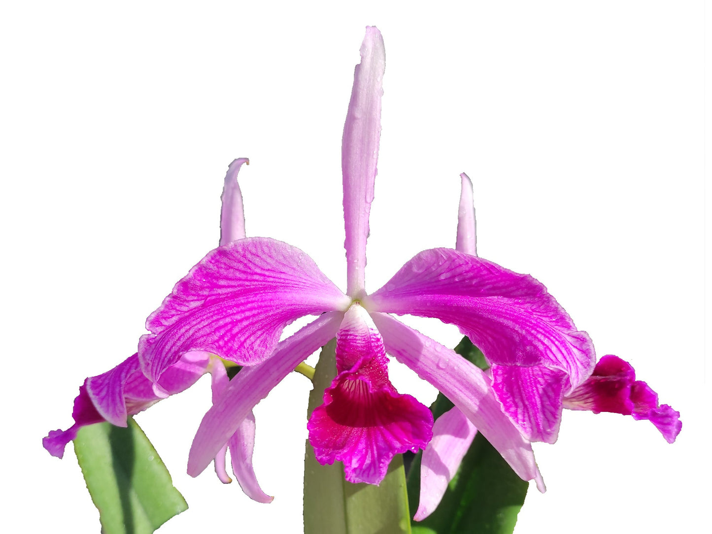 Cattleya purpurata Flamea