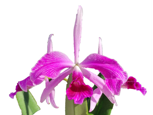 Cattleya purpurata Flamea
