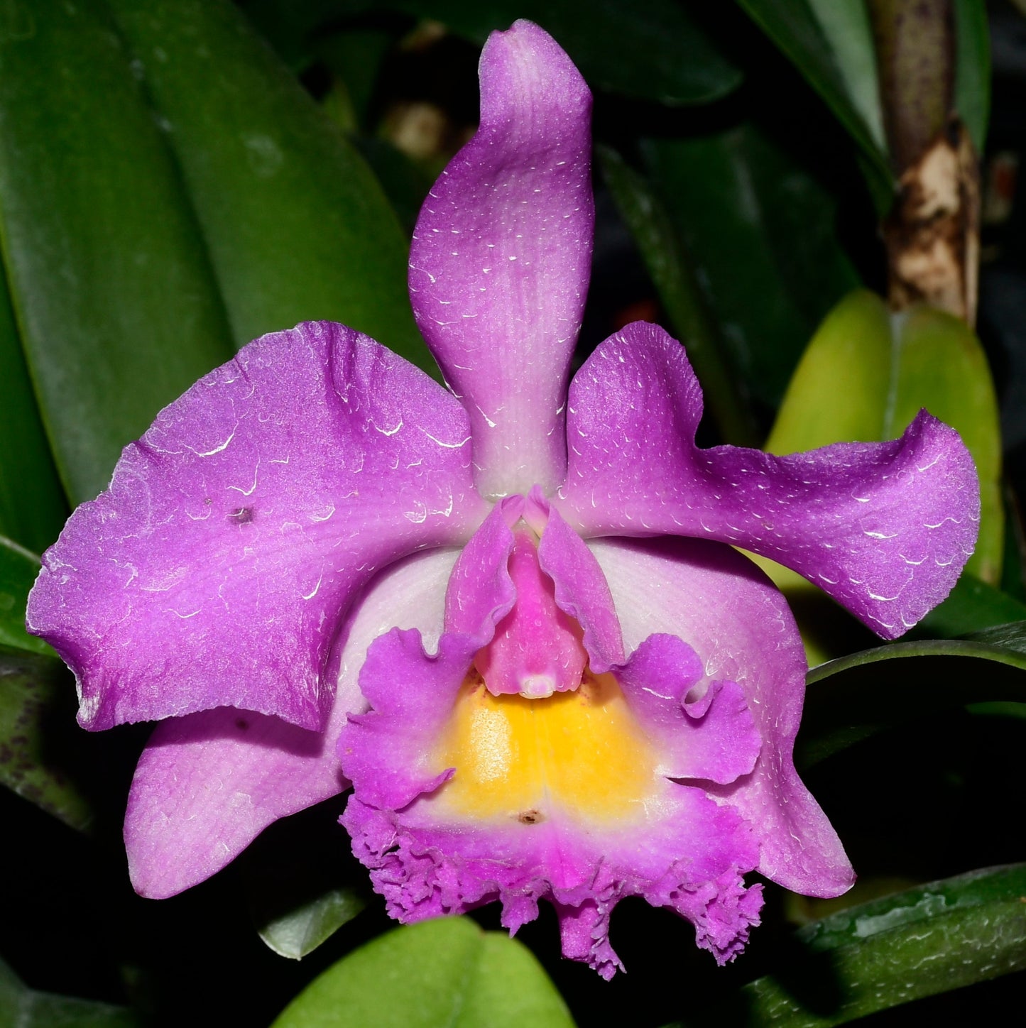 Rhyncholaeliocattleya Ecuagenera Elegant Pamela