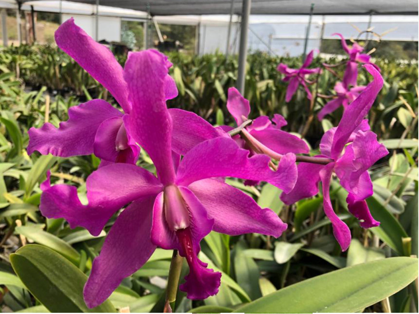 Laeliocattleya Daya L. Portilla