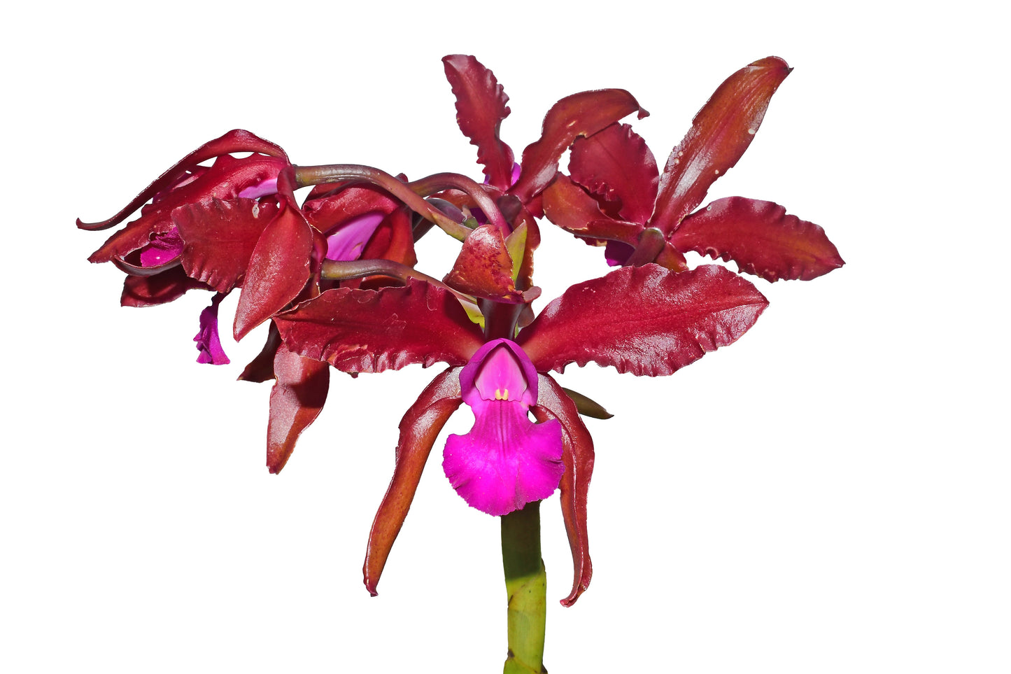 Laeliocattleya Eduardo Andrade