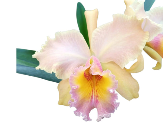 Laeliocattleya Orange Pukiny x Potinara Caesar's Head 'carolina Autumn'
