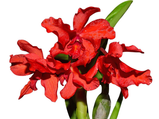 Laeliocattleya Santa Barbara