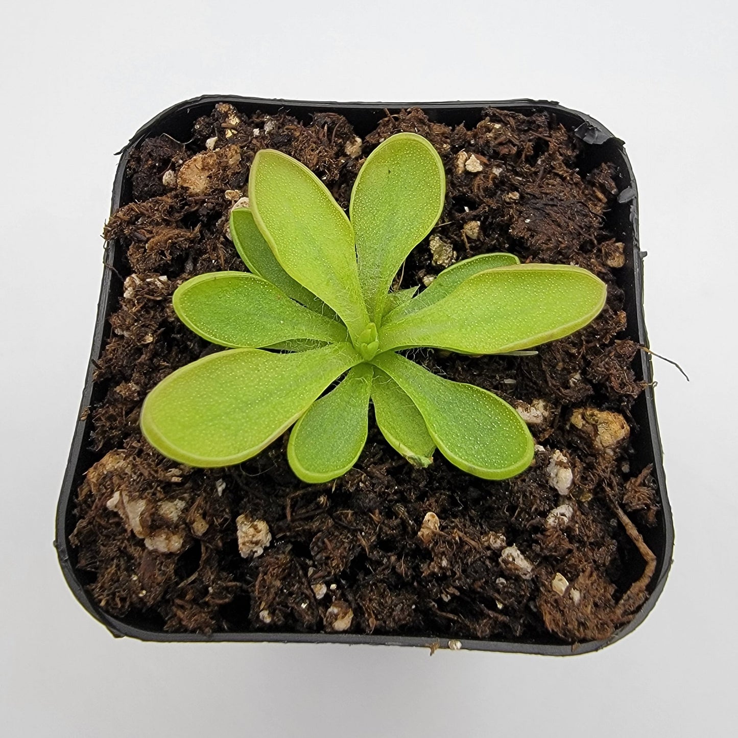 Pinguicula crassifolia