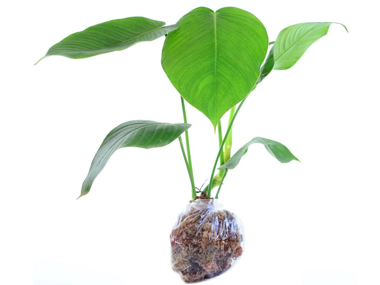 Philodendron scherberichii Ecuagenera (S)