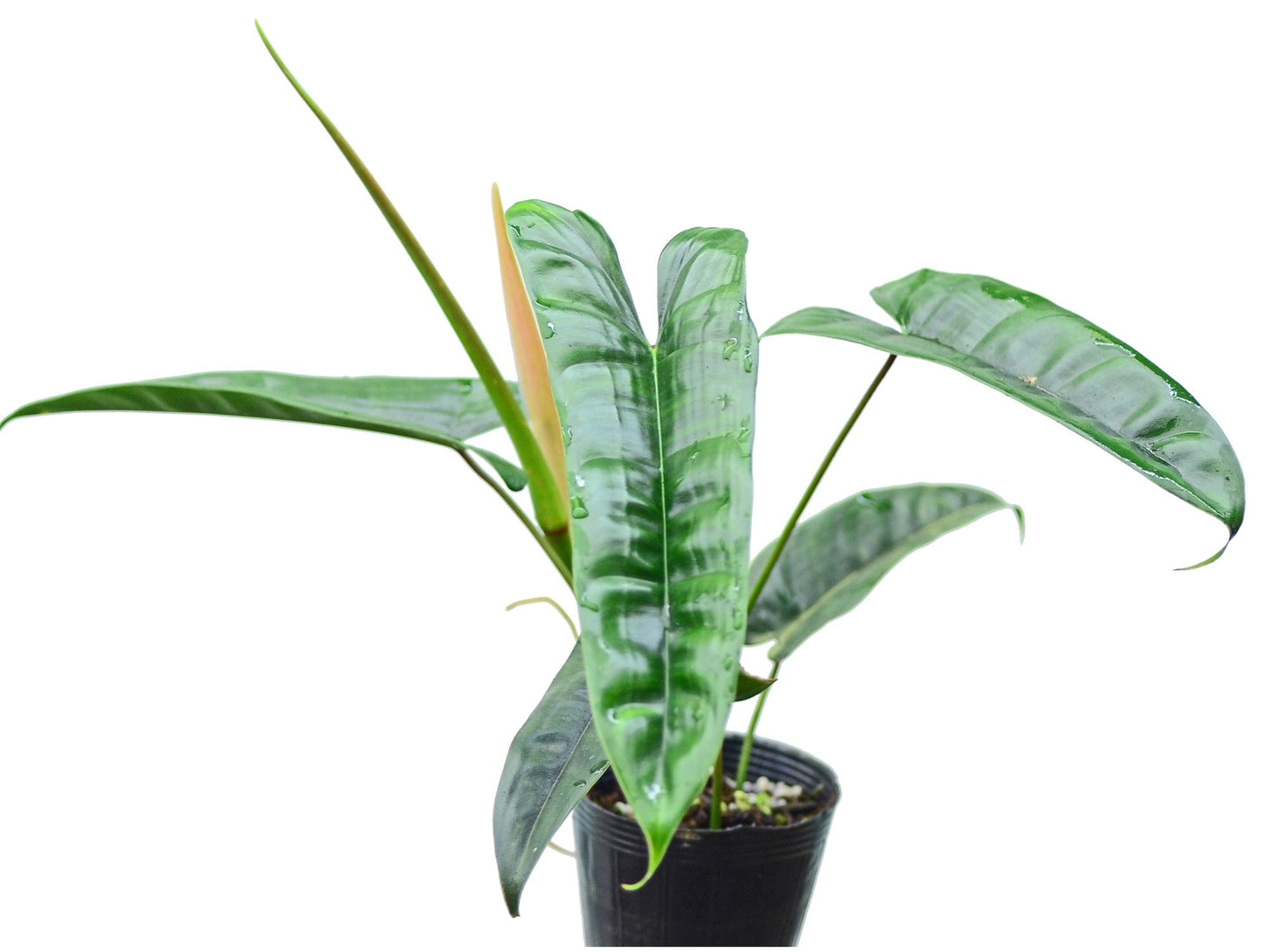 Philodendron Felix