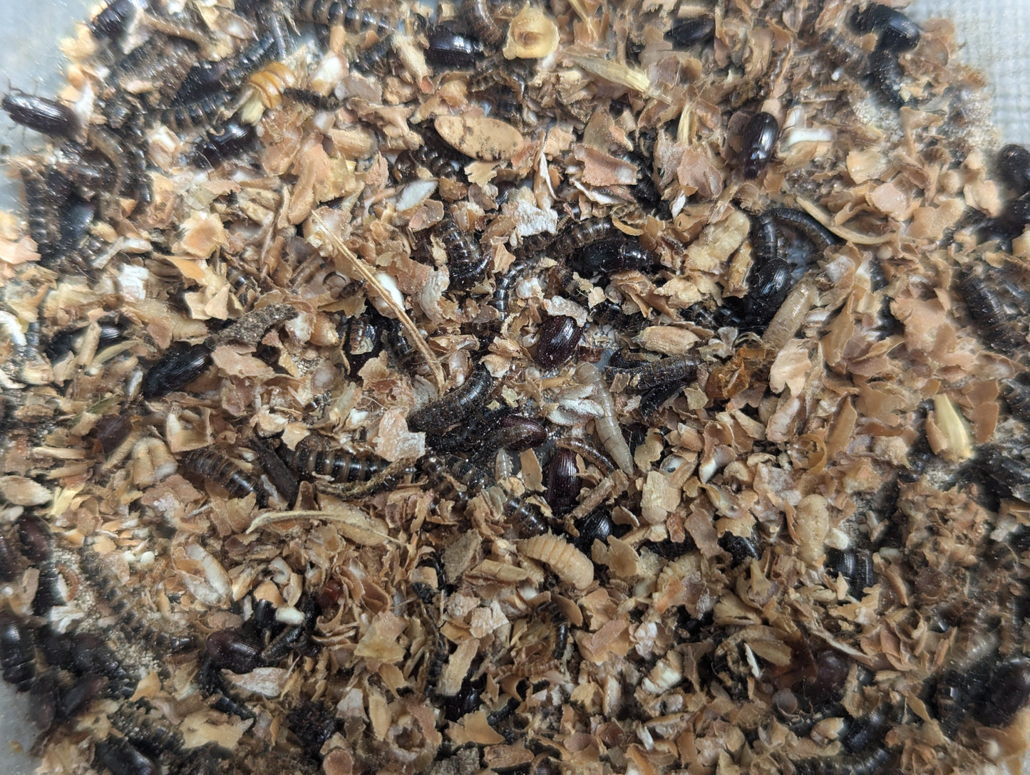 Live Organic Lesser/Buffalo Mealworms
