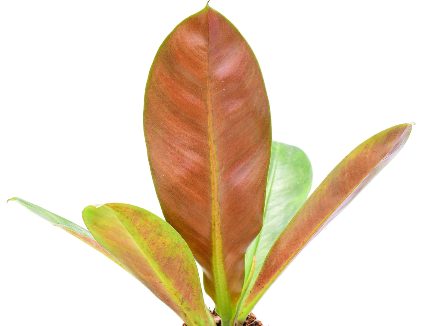 Philodendron insigne purple