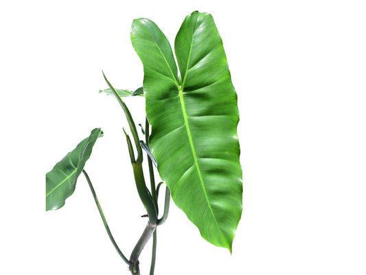 Philodendron Burle Marx