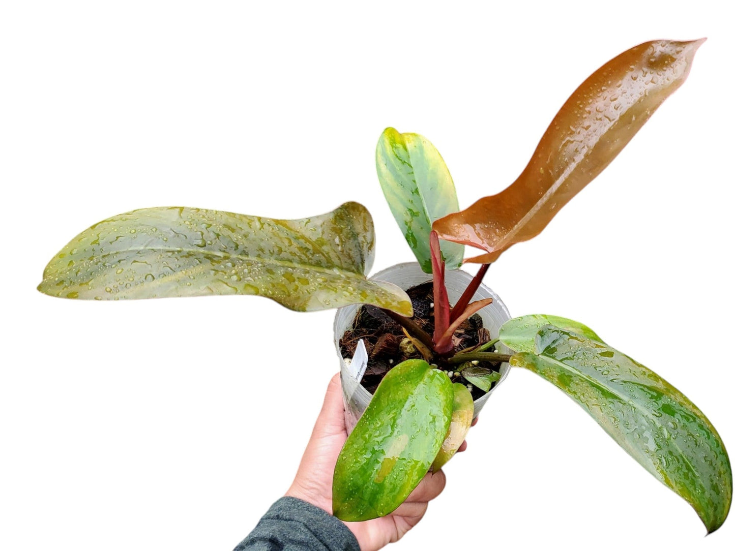 Philodendron Florida Bronze