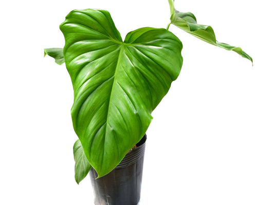 Philodendron Green Wonder