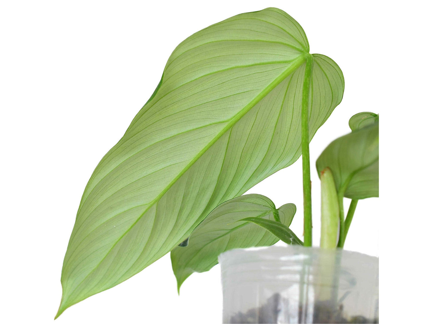 Philodendron Morning Sun (S)