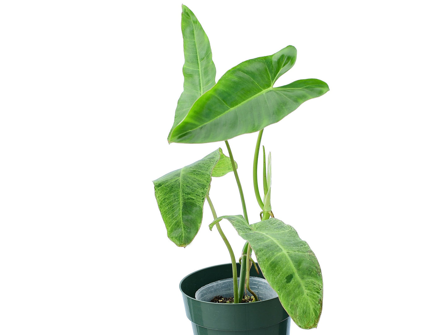 Philodendron Paraiso Verde