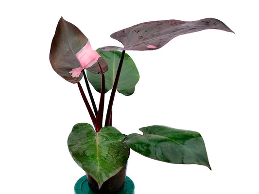 Philodendron Pink Princess