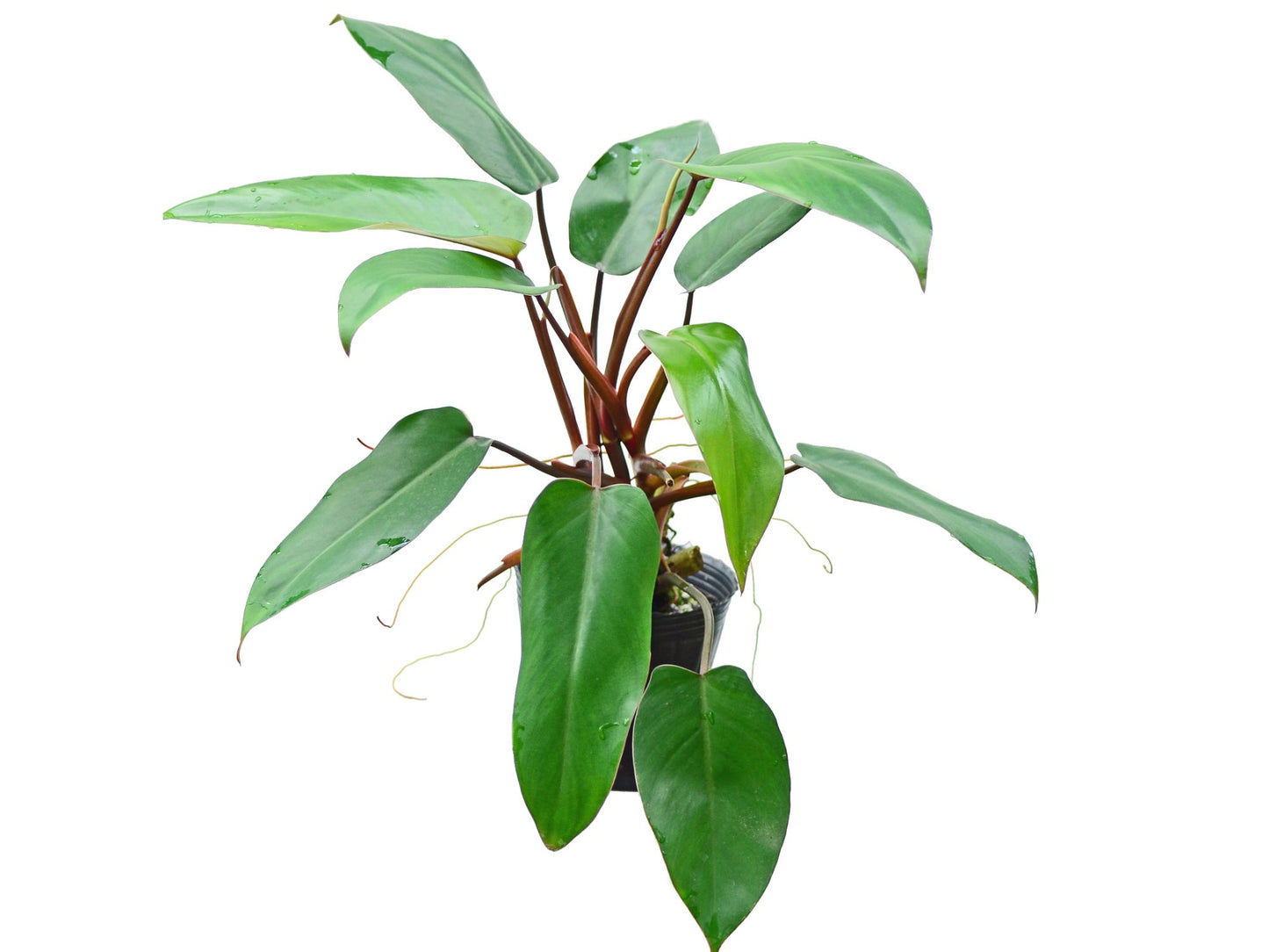 Philodendron Red Emerald