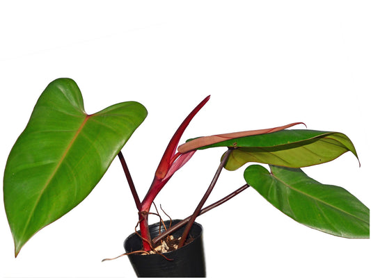 Philodendron Red Emerald