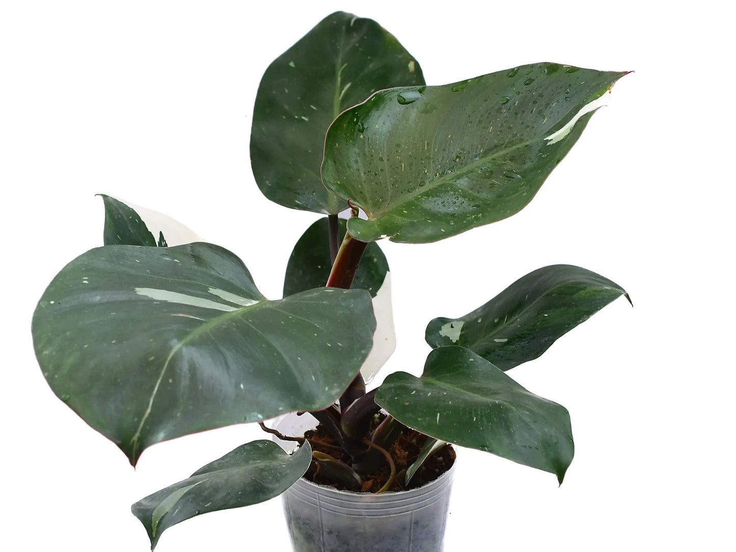 Philodendron White Princess