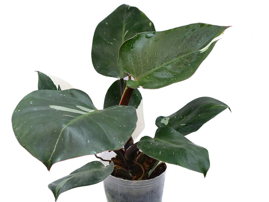 Philodendron White Princess