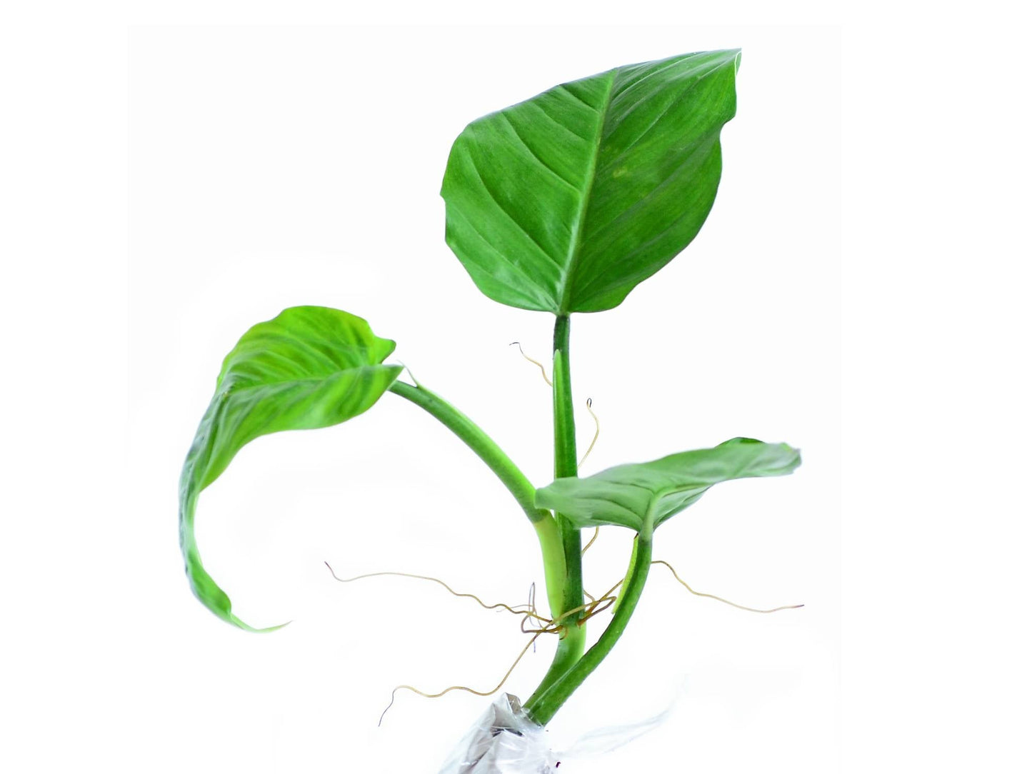 Philodendron angustialatum (seedling)