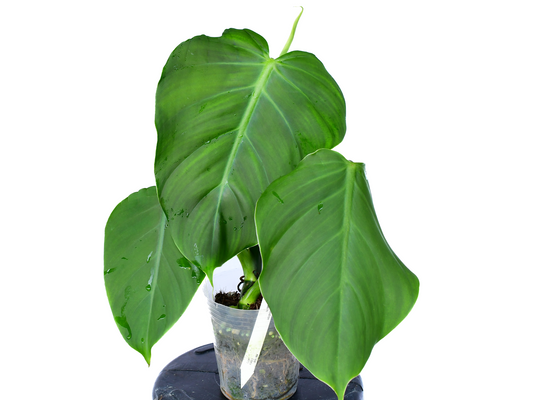 Philodendron atratum