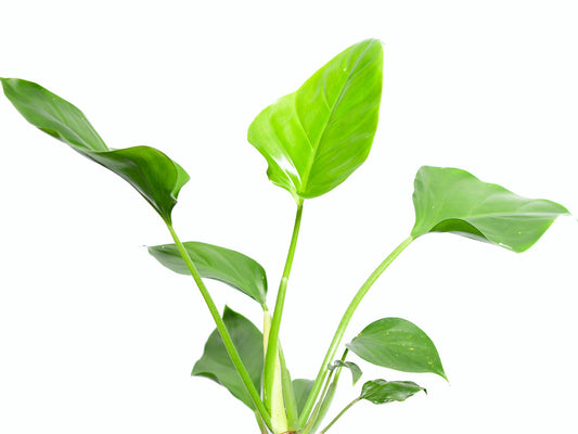 Philodendron attenuatum