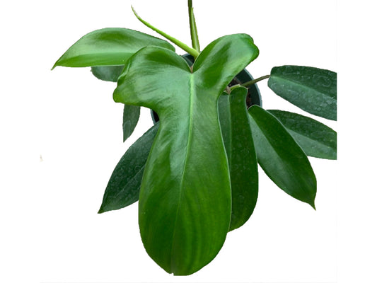 Philodendron bipennifolium