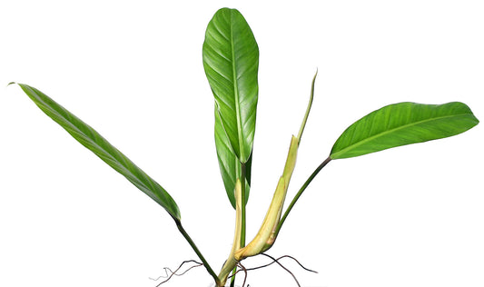 Philodendron clarkei cf