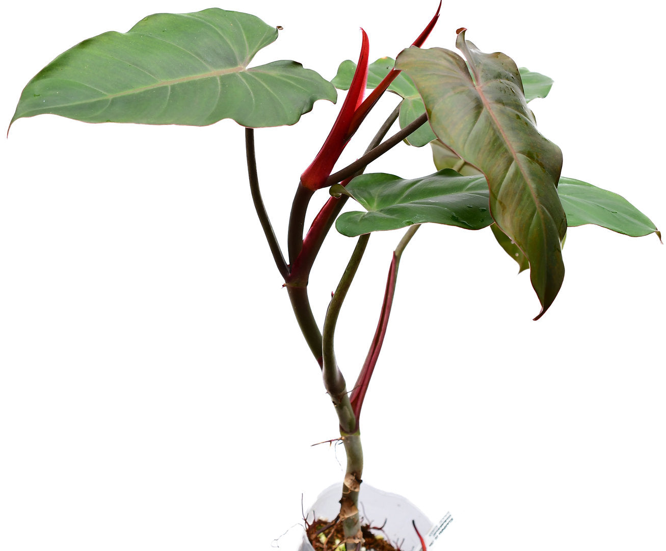 Philodendron erubescens Chocolate