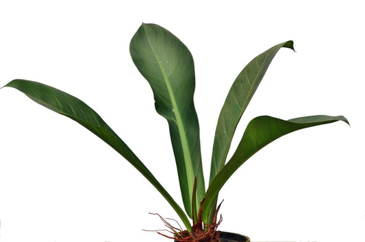 Philodendron insigne