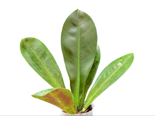 Philodendron insigne purple