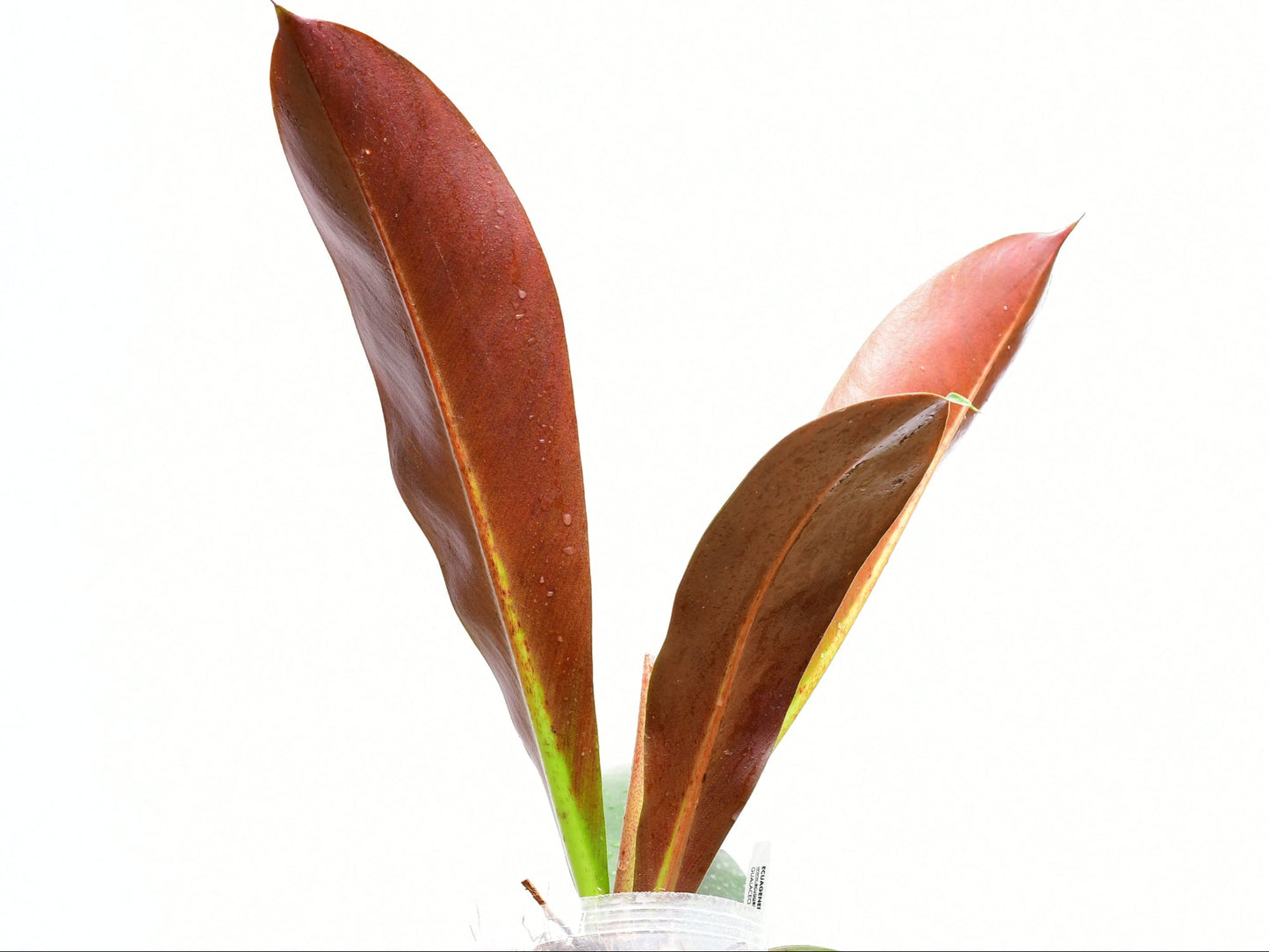 Philodendron insigne purple