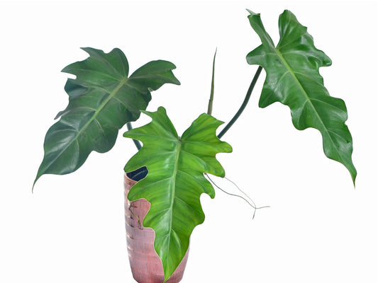 Philodendron lacerum aff