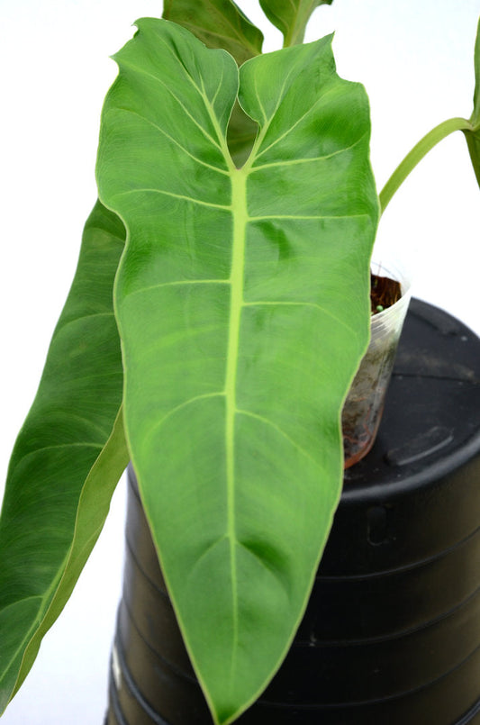 Philodendron maximum (seedling)