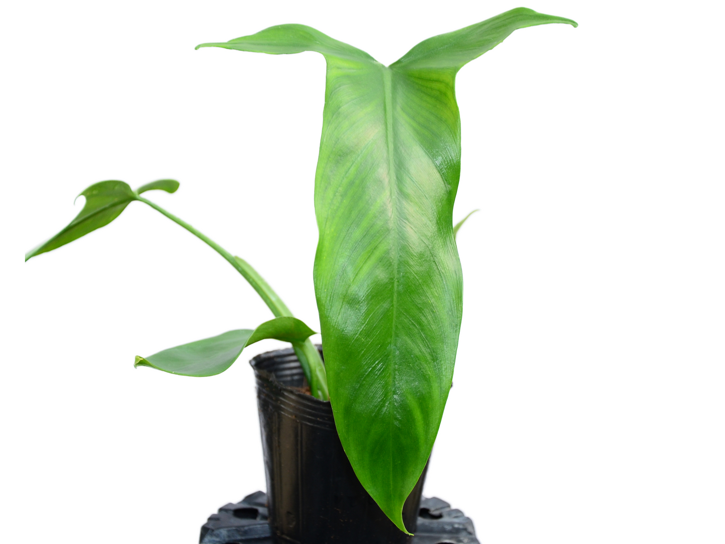 Philodendron micranthum