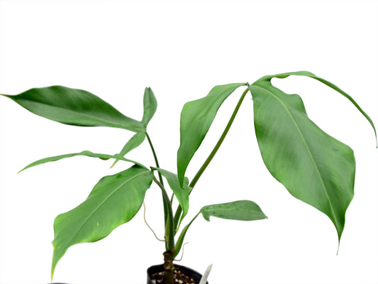 Philodendron micranthum