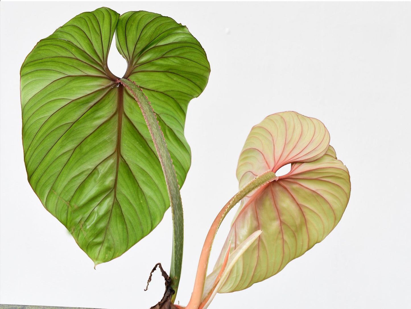 Philodendron plowmanii (seedling)