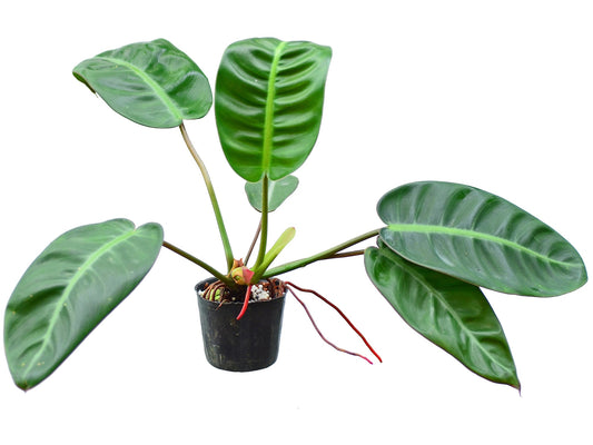 Philodendron pulchrum (seedling)