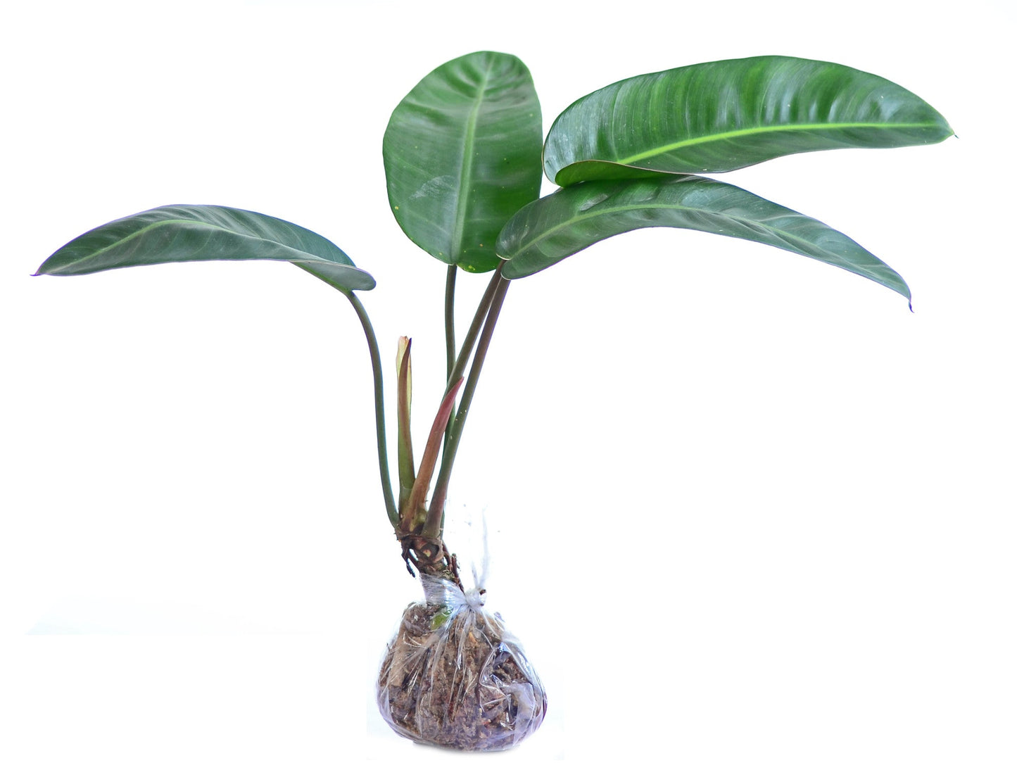 Philodendron pulchrum (seedling)