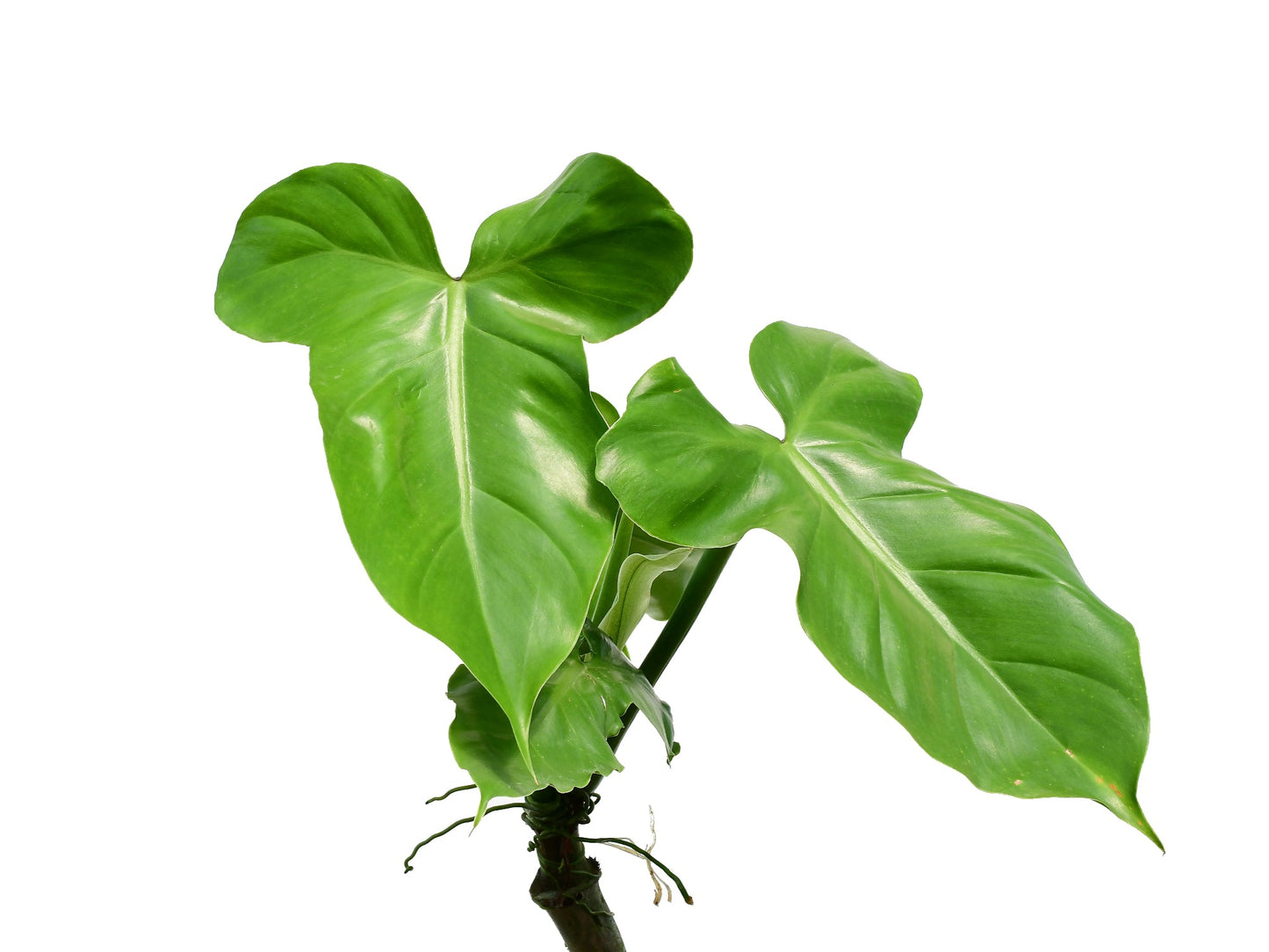 Philodendron sanctamartinense