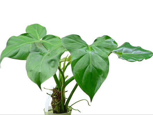 Philodendron sanctamartinense